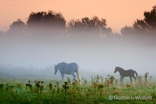 Horses In A Misty Pasture_08406.jpg - Photographed near Carleton Place, Ontario, Canada.